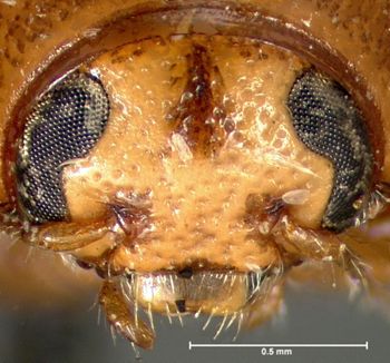 Media type: image; Entomology 9281   Aspect: head frontal view